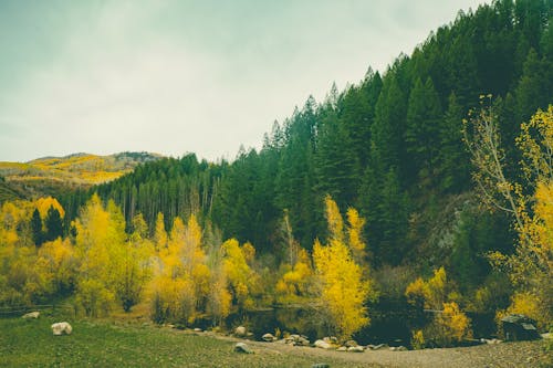 Photos gratuites de @extérieur, arbres, automne