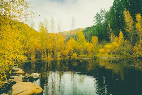 Photos gratuites de @extérieur, arbres, automne