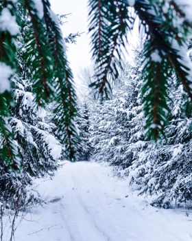 Serene snow-covered path through a dense pine forest in winter.