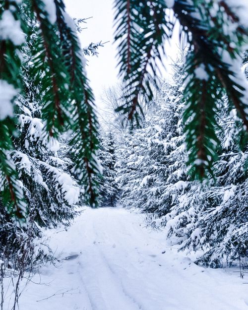 Free Serene snow-covered path through a dense pine forest in winter. Stock Photo
