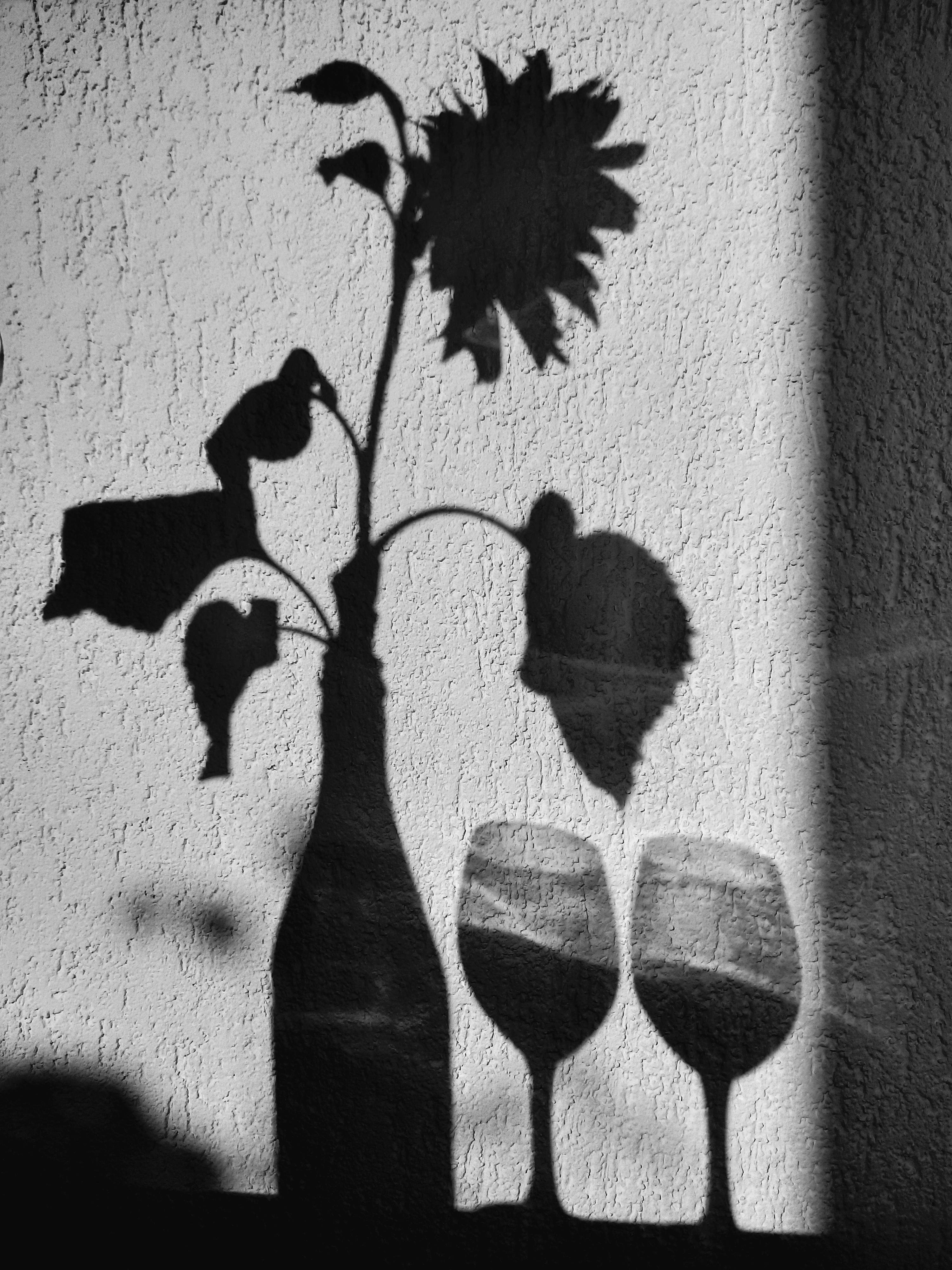 Shadow of Vase with Flowers and Wine Glasses on White Wall · Free Stock ...
