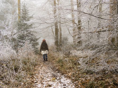Free A person walking through a frosty forest path during winter, surrounded by bare icy trees. Stock Photo