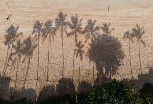 Photos gratuites de ombres, palmiers, plage