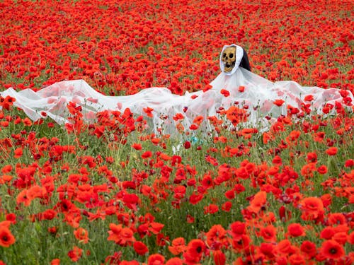 Gratis arkivbilde med blomstrende blomster, hodeskalle, hvitt tekstil