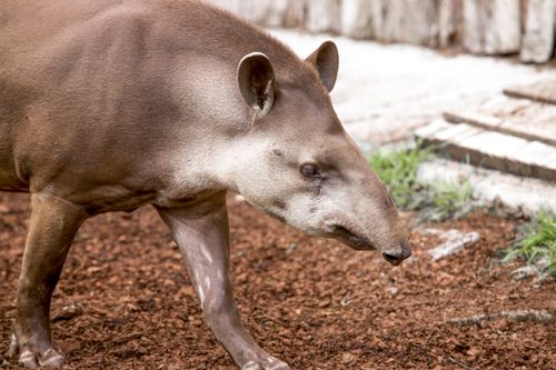 Free Close-up of a South American tapir walking outdoors on soil. Stock Photo