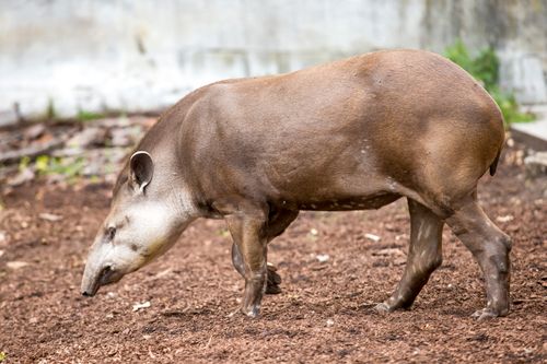 Free A Baird's Tapir wandering across a brown soil ground in a natural setting. Stock Photo