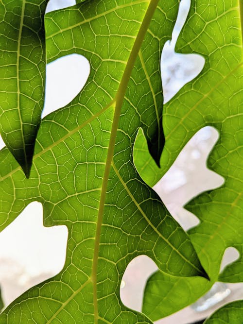 Free stock photo of beautiful nature, big leaf, closeup