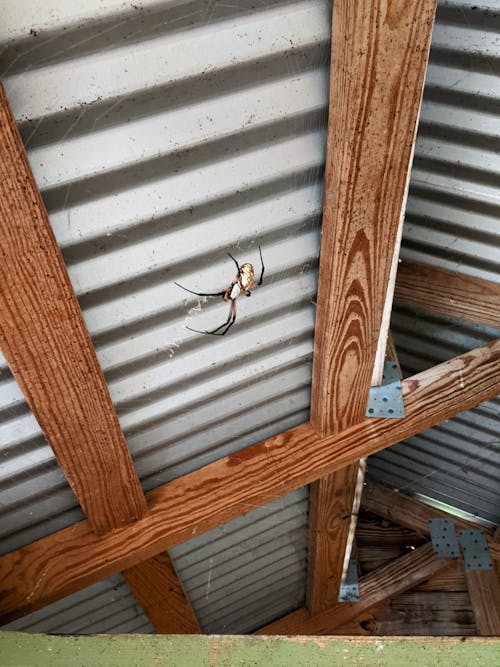 Free stock photo of barn, chicken coop, creepy