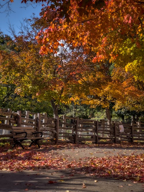 Colorful Trees over Fence in Autumn