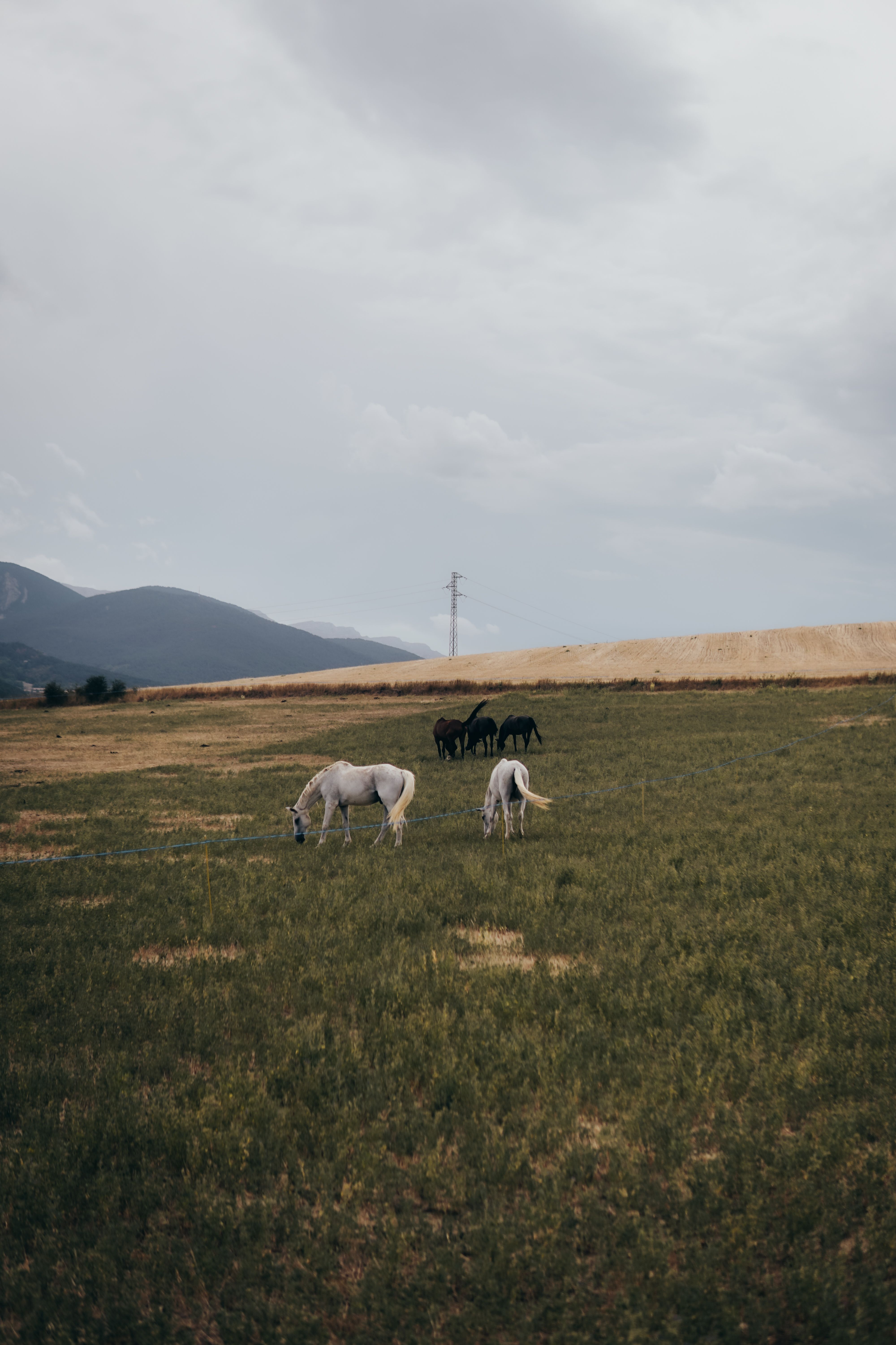 A tranquil rural landscape featuring white and black horses grazing in a meadow under an overcast sky.
