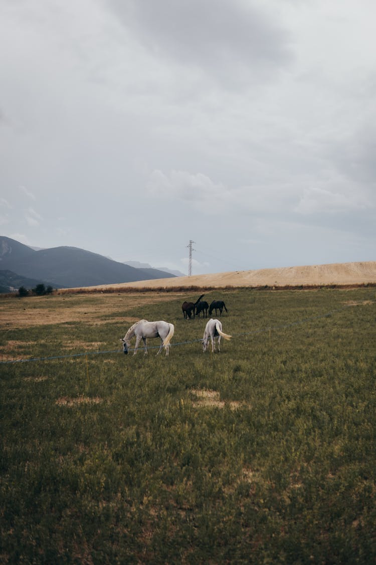 Horses In Rural Area