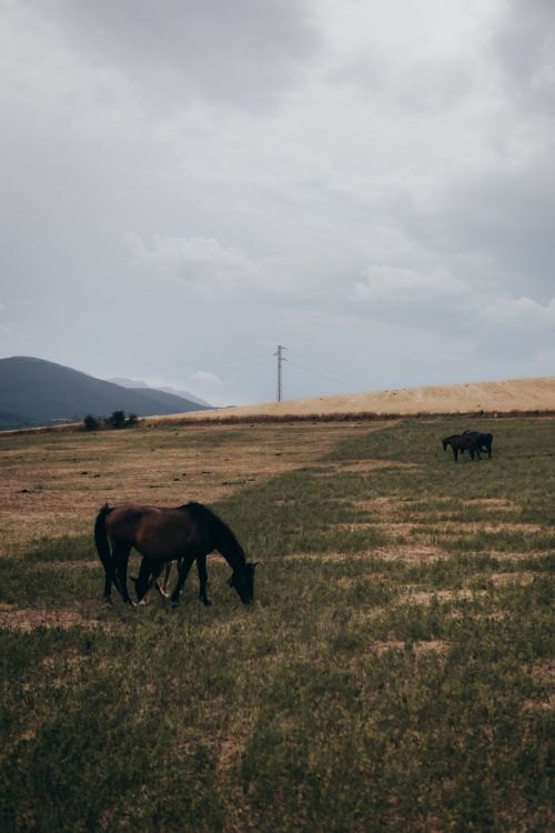 Free Peaceful landscape featuring horses grazing in a vast, serene pasture under a cloudy sky. Stock Photo