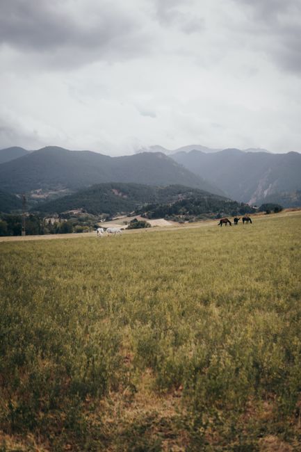 Scenic landscape featuring horses grazing in a lush pasture with a backdrop of majestic mountains.