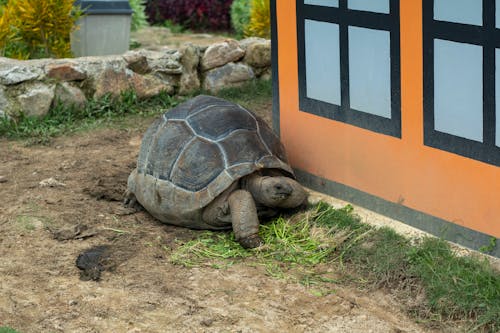 Galapagos Tortoise on Brown Soil