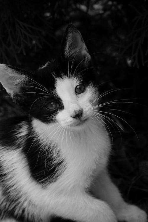 無料 猫のグレースケール写真 写真素材