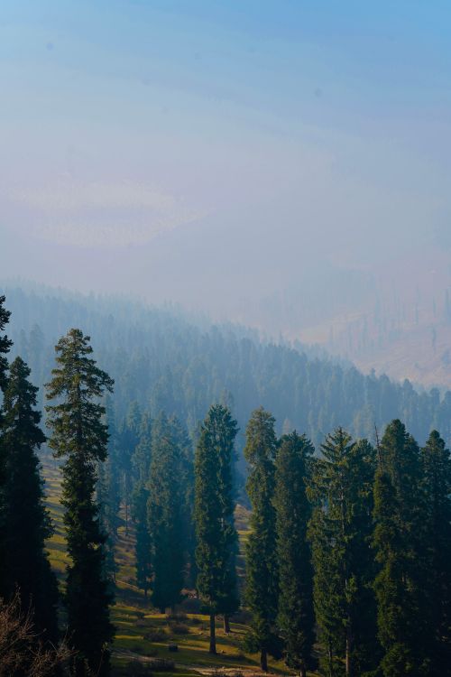 Free A serene view of a forest's tall conifers cloaked in mist, evoking tranquility. Stock Photo
