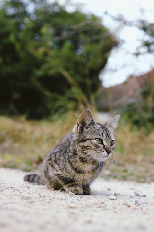 무료 회색 표면에 갈색 줄무늬 고양이 스톡 사진