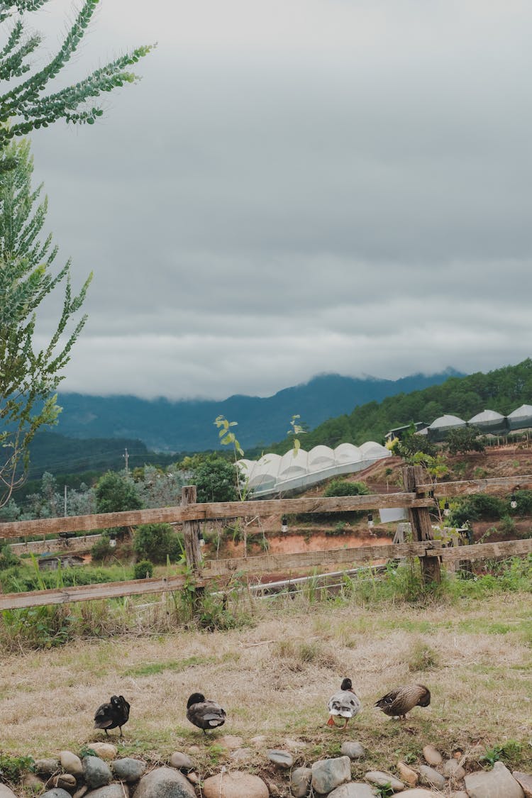 Ducks On Farm In Mountains