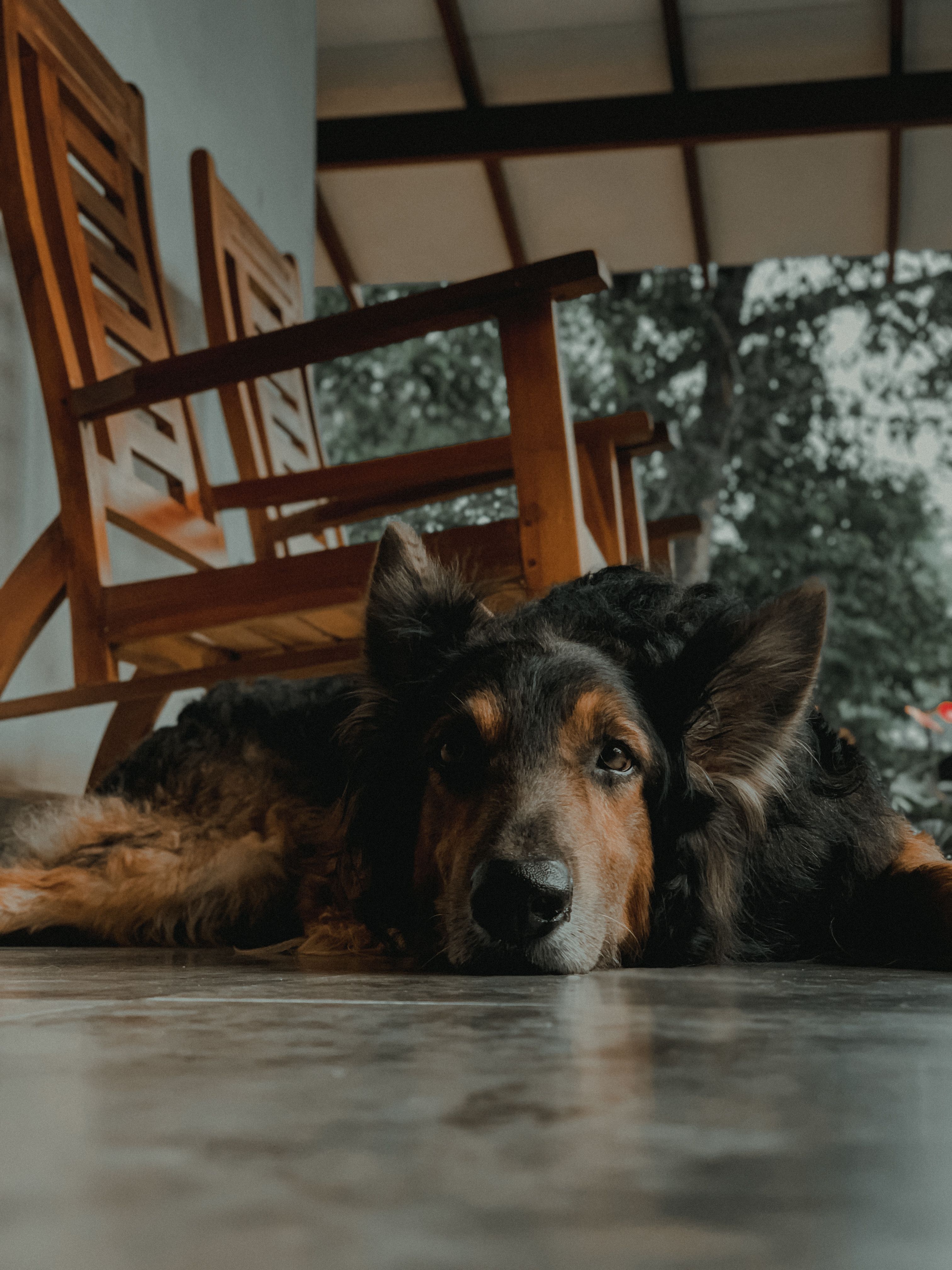 Dog Cartoon Photos, Download The BEST Free Dog Cartoon Stock Photos ...