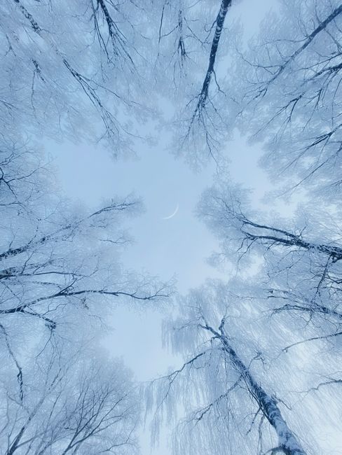Snow-covered trees frame a winter moon in a serene, icy forest landscape.