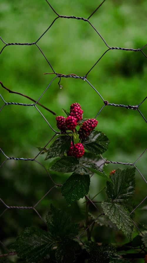 과일, 그물, 나뭇잎의 무료 스톡 사진