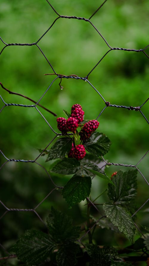 Free Close-up of fresh blackberries framed by a wire fence with a vibrant green background. Stock Photo