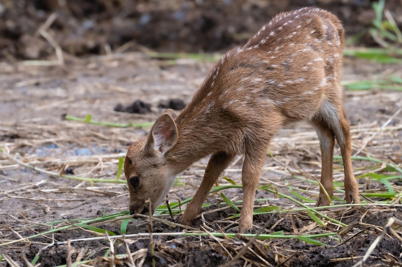 a young chital deer with distinctive spots grazes in its natural outdo