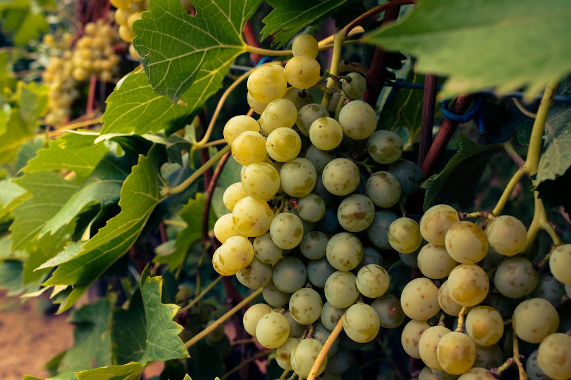 Green Grapes in Vine