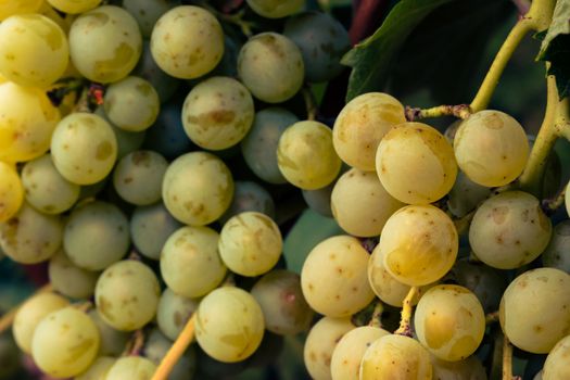 Close-up view of ripe green grapes hanging on a vine, showcasing their freshness.