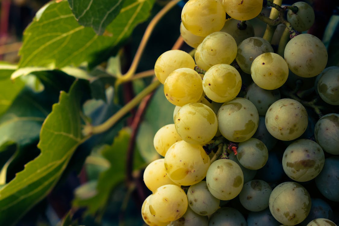 Close-Up Photography of Fresh Green Grapes