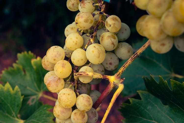 Fresh Grapes Hanging On Stem 