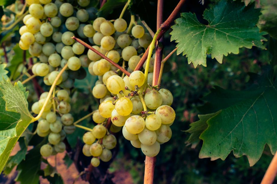 Fresh green grapes clustered on the vine in a lush vineyard setting.