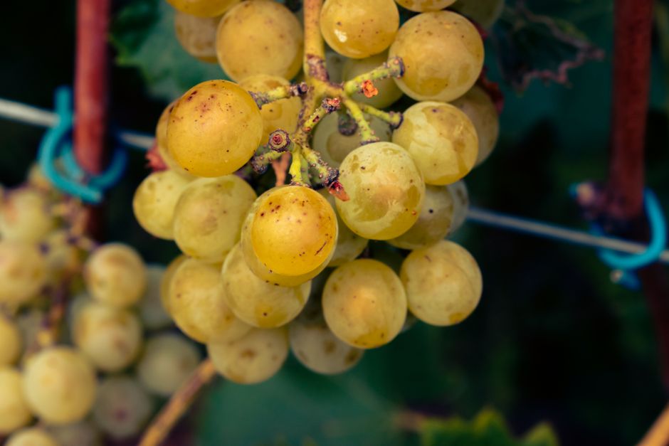 Vibrant close-up of fresh green grapes hanging on the vine, glistening with morning dew.