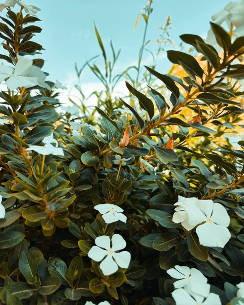 Free Close-up of lush green leaves and white flowers in bright daylight, showcasing natural beauty. Stock Photo