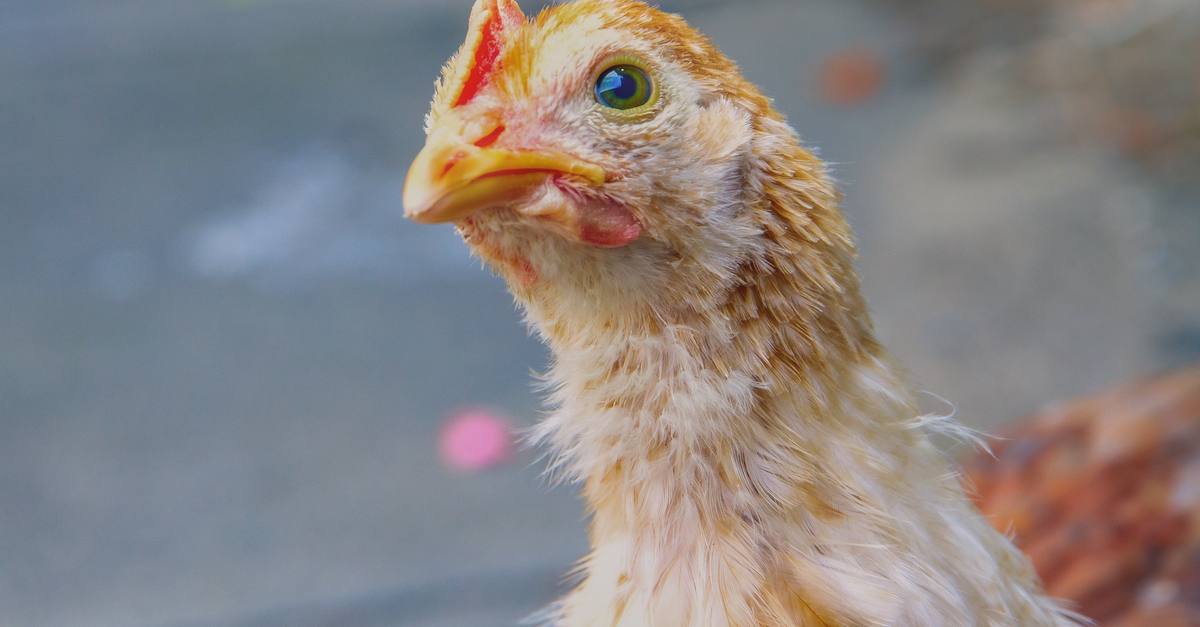 Close-Up Shot of a Chicken · Free Stock Photo