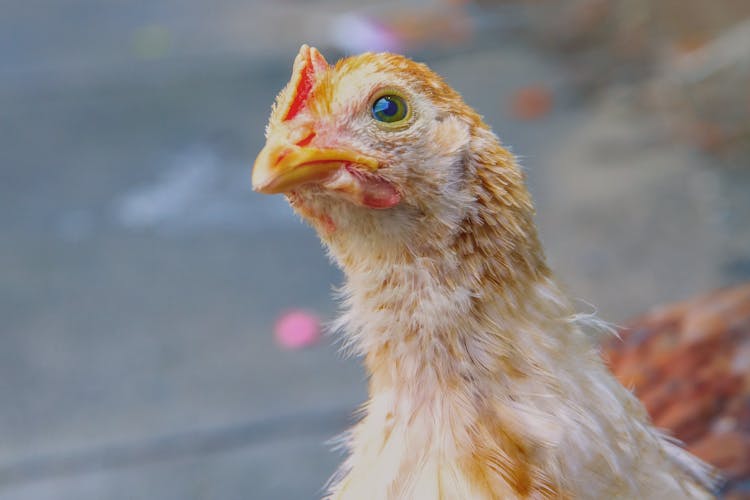 Close-Up Shot Of A Chicken 