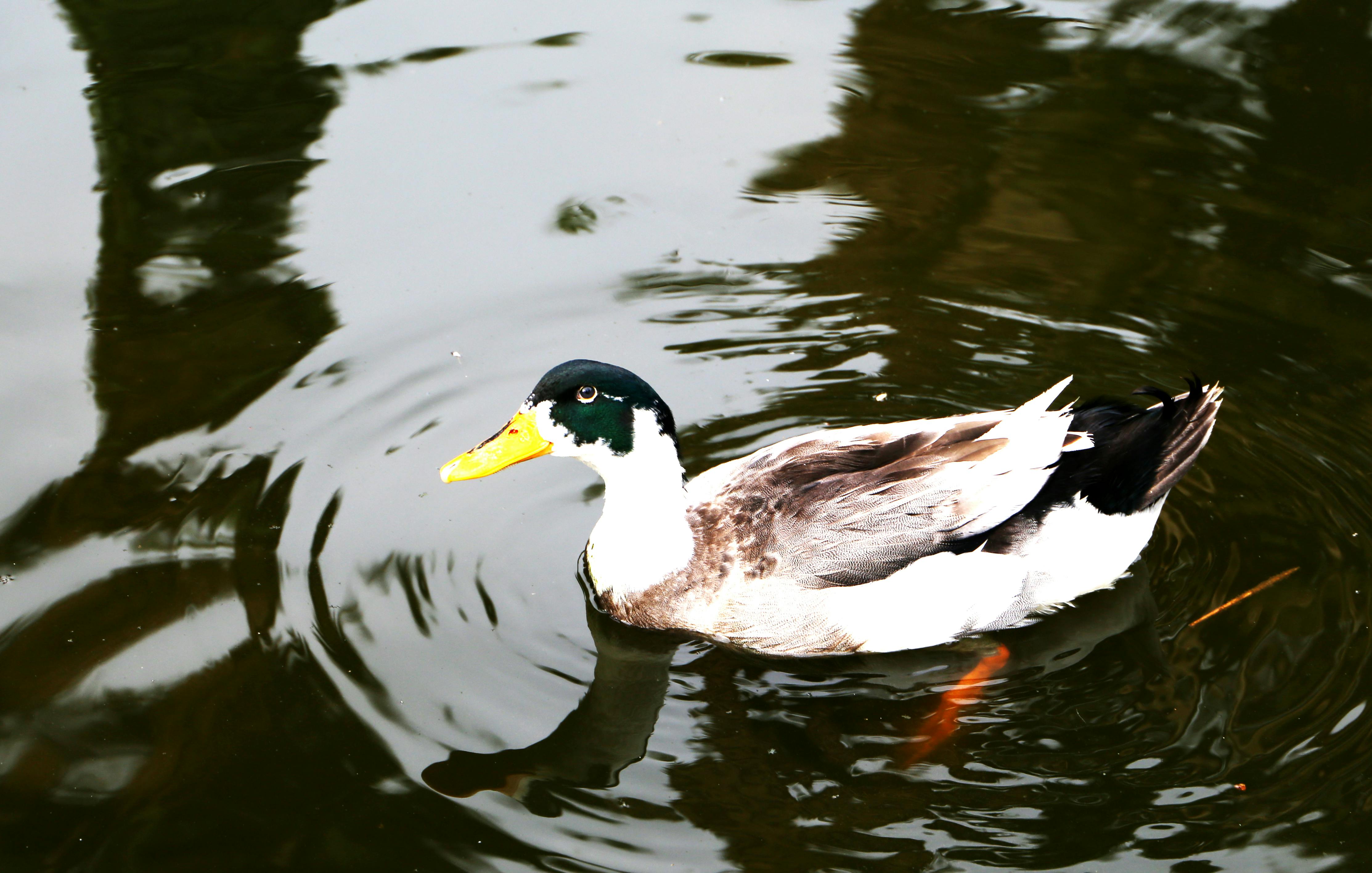 Free stock photo of bird, calm waters, duck bird