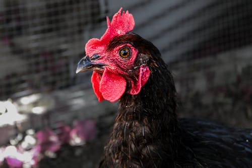 Head of Chicken