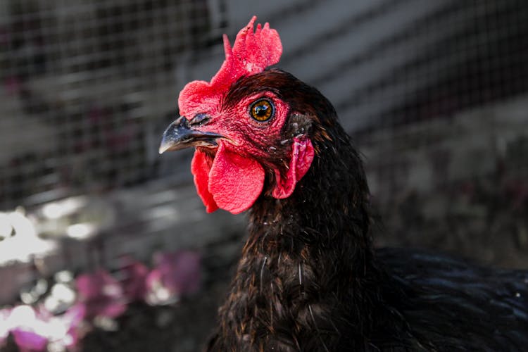 Head Of Chicken