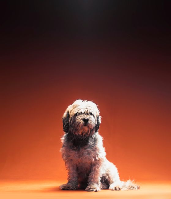 Charming Shih Tzu puppy sitting on orange background, capturing its fluffy and endearing presence.