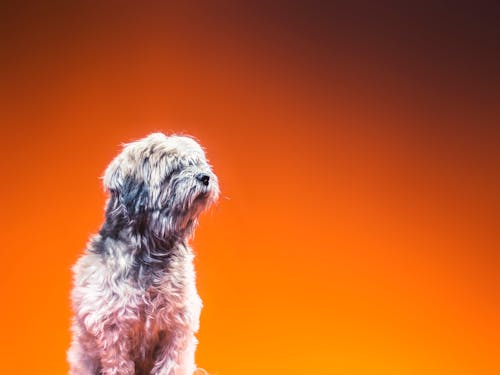 Free Adult White and Gray Havanese Stock Photo