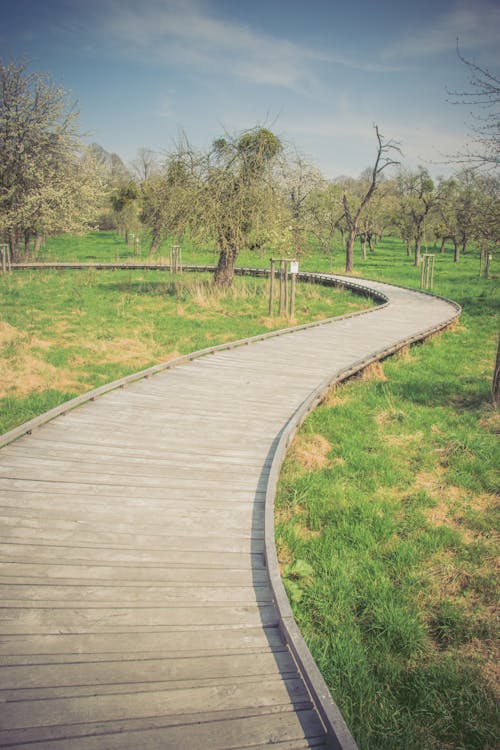 Free stock photo of footpath, path, trees