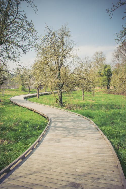 Free stock photo of footpath, path, trees