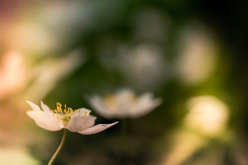Мелкофокусная фотография белого цветка мака