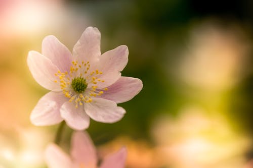 Free Macro Photography of White Poppy Flower Stock Photo
