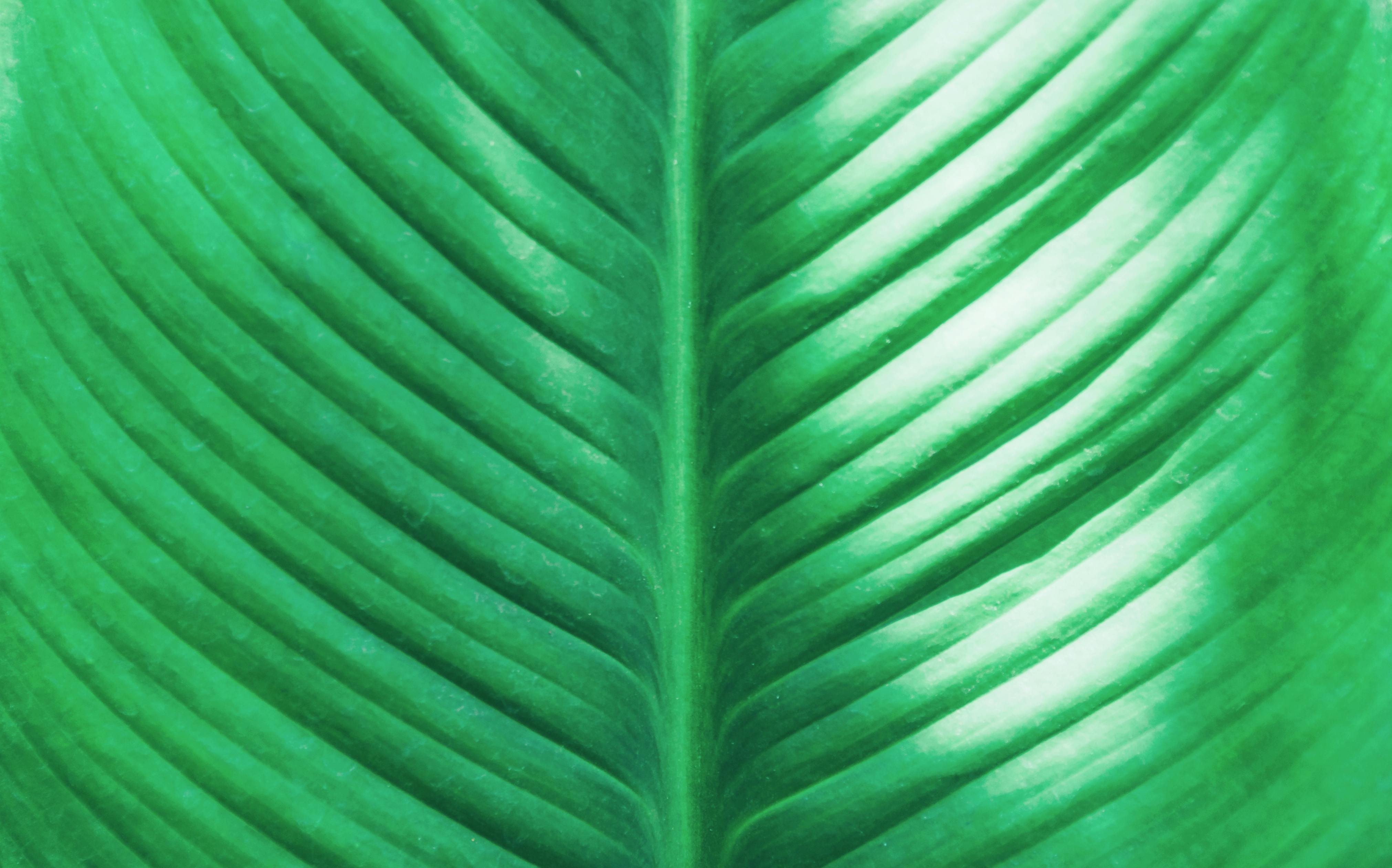 CloseUp Photo Of Green Leaf · Free Stock Photo