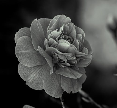 Black and White Photo of a Japanese Camellia