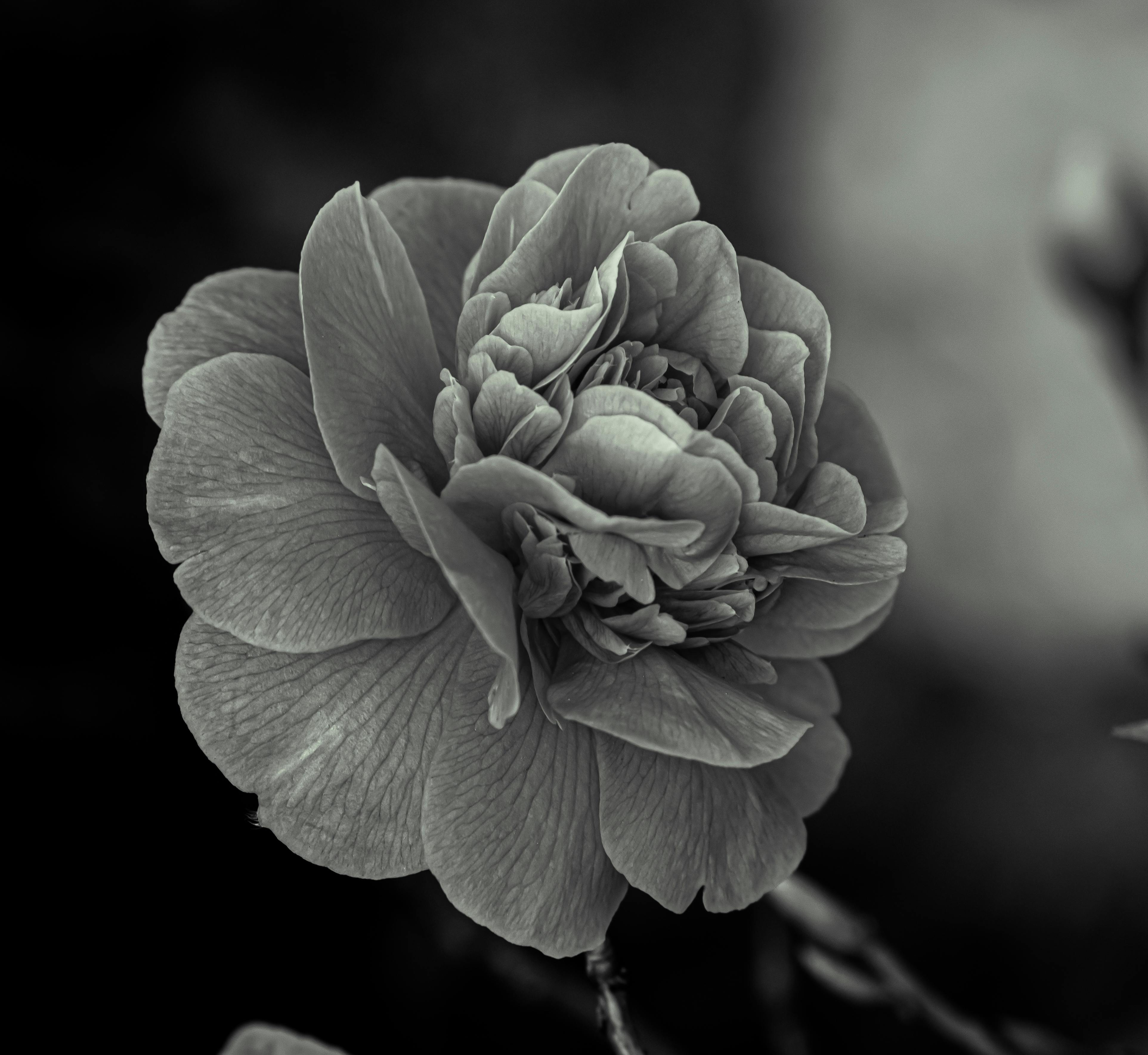 grayscale flowers photography