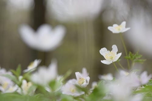 Fotografía De Enfoque Selectivo De Flores Blancas