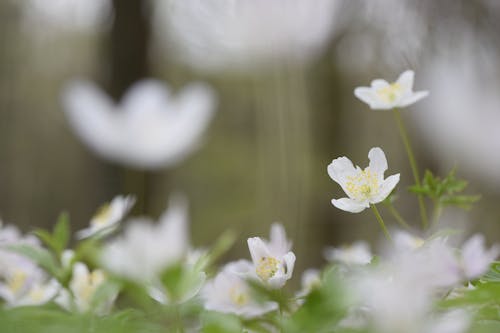 Fotografia Di Messa A Fuoco Selettiva Di Fiori Bianchi